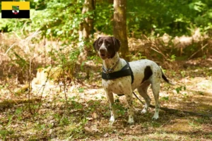 Read more about the article Criador de cães de fila dinamarqueses antigos e cachorros em Saxónia-Anhalt