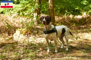 Read more about the article Criador de cães de fila dinamarqueses antigos e cachorros em Mecklenburg-Vorpommern