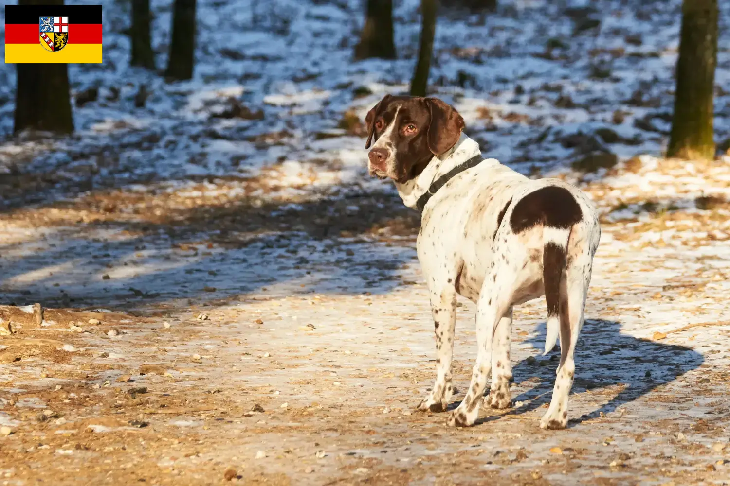 Read more about the article Criador de cães de fila dinamarqueses e cachorros em Saarland