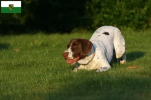 Read more about the article Criador de cães de fila dinamarqueses antigos e cachorros na Saxónia