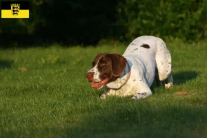 Read more about the article Criadores e cachorros de Old Danish Pointing Dog em Baden-Württemberg