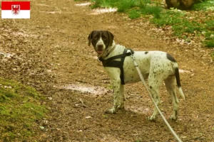Read more about the article Criador de cães de fila dinamarqueses antigos e cachorros em Brandenburg
