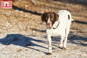 Read more about the article Criador de cães de fila dinamarqueses antigos e cachorros em Bremen