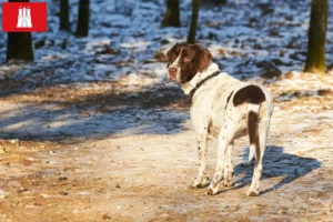 Read more about the article Criador de cães de fila dinamarqueses antigos e cachorros em Hamburgo