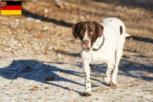 Read more about the article Criadores e cachorros de Old Danish Pointing Dog em Rhineland-Palatinate