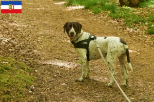 Read more about the article Criador de cães de fila dinamarqueses antigos e cachorros em Schleswig-Holstein