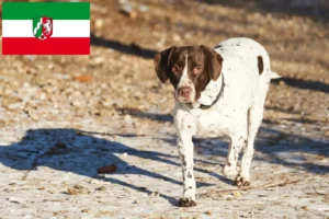 Read more about the article Criadores de cães de fila dinamarqueses antigos e cachorros na Renânia do Norte-Vestefália