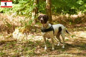 Read more about the article Criador de cães de fila dinamarqueses antigos e cachorros em Berlim