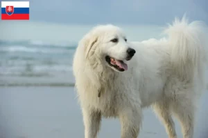 Read more about the article Criadores de cães de montanha dos Pirinéus e cachorros na Eslováquia