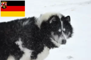 Read more about the article Criador de cães esquimós canadianos e cachorros em Renânia-Palatinado