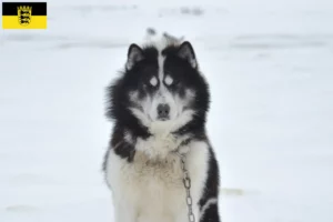 Read more about the article Criador de cães esquimós canadianos e cachorros em Baden-Württemberg