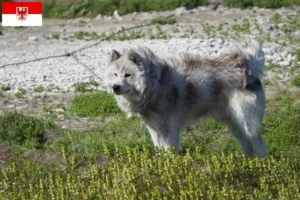 Read more about the article Criador de cães esquimós canadianos e cachorros em Brandenburg