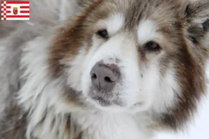 Read more about the article Criador de cães esquimós canadianos e cachorros em Bremen