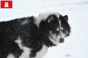 Read more about the article Criador de cães esquimós canadianos e cachorros em Hamburgo