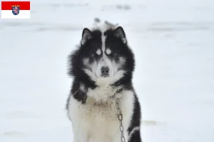 Read more about the article Criador de cães esquimós canadianos e cachorros em Hesse