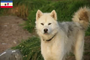 Read more about the article Criador de cães esquimós canadianos e cachorros em Mecklenburg-Vorpommern