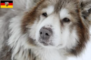 Read more about the article Criador de cães esquimós canadianos e cachorros em Sarre
