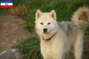 Read more about the article Criador de cães esquimós canadianos e cachorros em Schleswig-Holstein