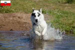Read more about the article Criador de cães esquimós canadianos e cachorros em Thuringia