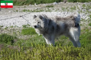 Read more about the article Criador de cães esquimós canadianos e cachorros em Renânia do Norte-Vestefália