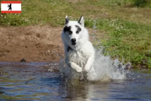 Read more about the article Criador de cães esquimós canadianos e cachorros em Berlim