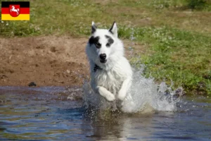 Read more about the article Criador de cães esquimós canadianos e cachorros na Baixa Saxónia