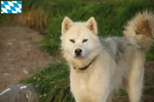 Read more about the article Criador de cães esquimós canadianos e cachorros na Baviera