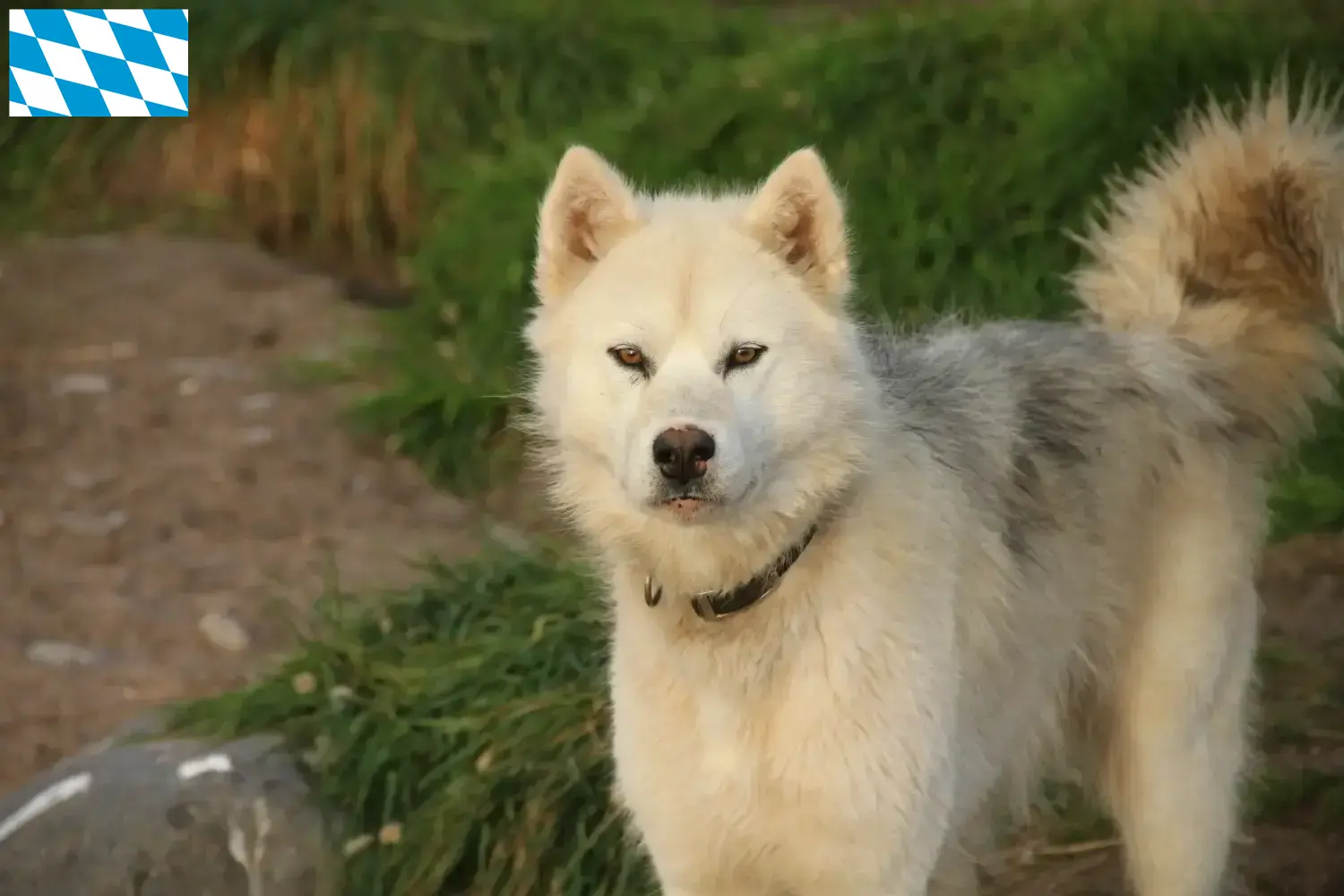 Cão esquimó canadiano cachorros e criador Bavaria Aqui pode encontrar criadores de cães esquimós canadianos na Baviera.