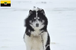 Read more about the article Criador de cães esquimós canadianos e cachorros em Saxónia-Anhalt