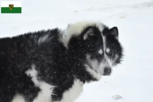 Read more about the article Criador de cães esquimós canadianos e cachorros em Saxónia
