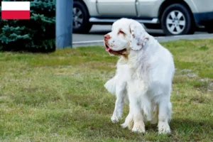 Read more about the article Criadores de Clumber Spaniel e cachorros na Polónia
