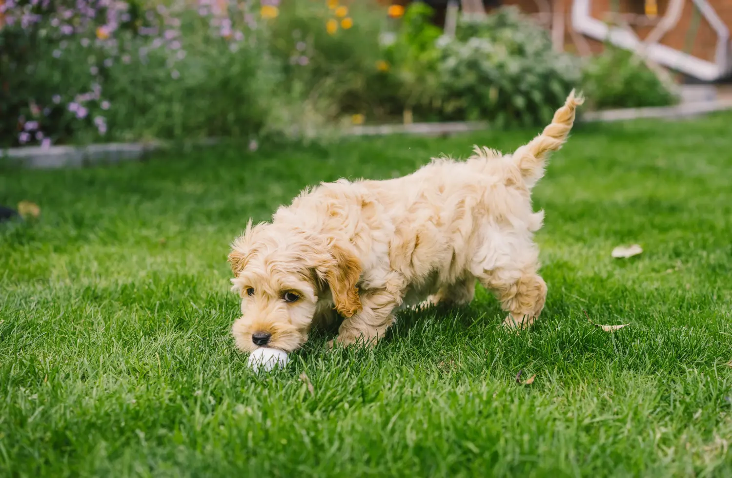 Comprar um cachorro Cockapoo significa assumir responsabilidades! Comprar cachorros Cockapoo.