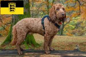 Read more about the article Criadores de Cockapoo e cachorros em Baden-Württemberg