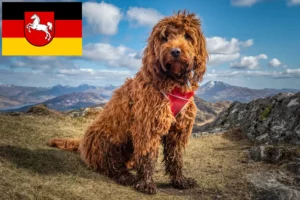 Read more about the article Criadores de Cockapoo e cachorros na Baixa Saxónia