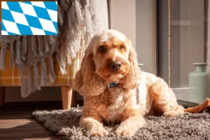 Read more about the article Criadores de Cockapoo e cachorros na Baviera