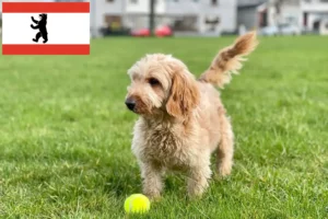 Read more about the article Criadores de Cockapoo e cachorros em Berlim