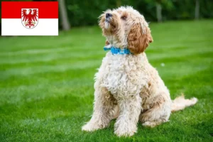 Read more about the article Criadores de Cockapoo e cachorros em Brandenburg