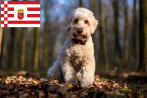Read more about the article Criadores de Cockapoo e cachorros em Bremen