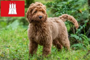 Read more about the article Criadores de Cockapoo e cachorros em Hamburgo