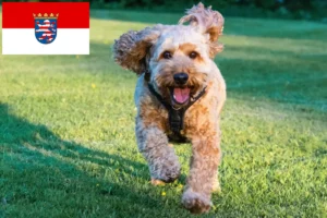 Read more about the article Criadores de Cockapoo e cachorros em Hessen