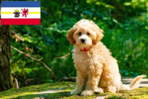 Read more about the article Criadores de Cockapoo e cachorros em Mecklenburg-Vorpommern