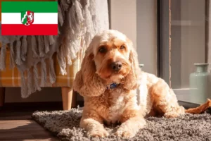 Read more about the article Criadores de Cockapoo e cachorros em Renânia do Norte-Vestefália