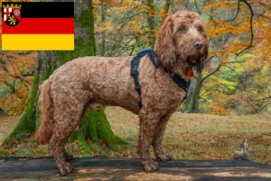 Read more about the article Criadores de Cockapoo e cachorros em Renânia-Palatinado