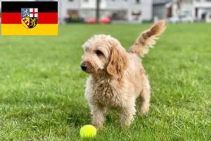 Read more about the article Criadores de Cockapoo e cachorros em Saarland