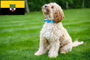 Read more about the article Criadores de Cockapoo e cachorros em Saxónia-Anhalt