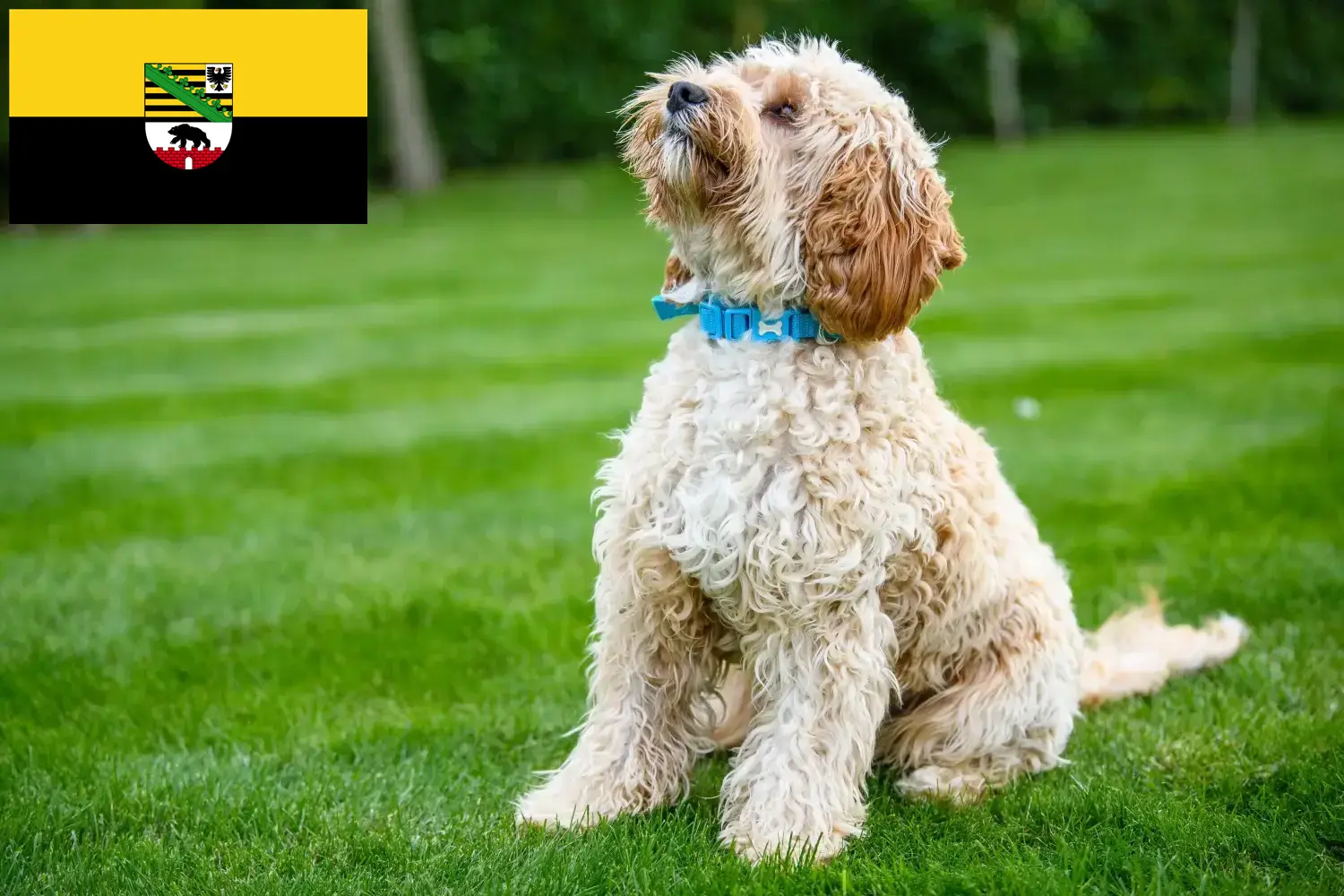 Cockapoo cachorros e criadores Saxónia-Anhalt Aqui pode encontrar criadores de Cockapoos em Saxónia-Anhalt.