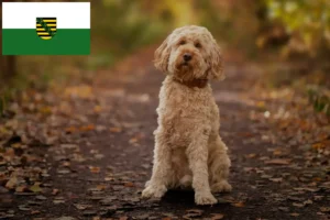 Read more about the article Criadores de Cockapoo e cachorros em Saxónia