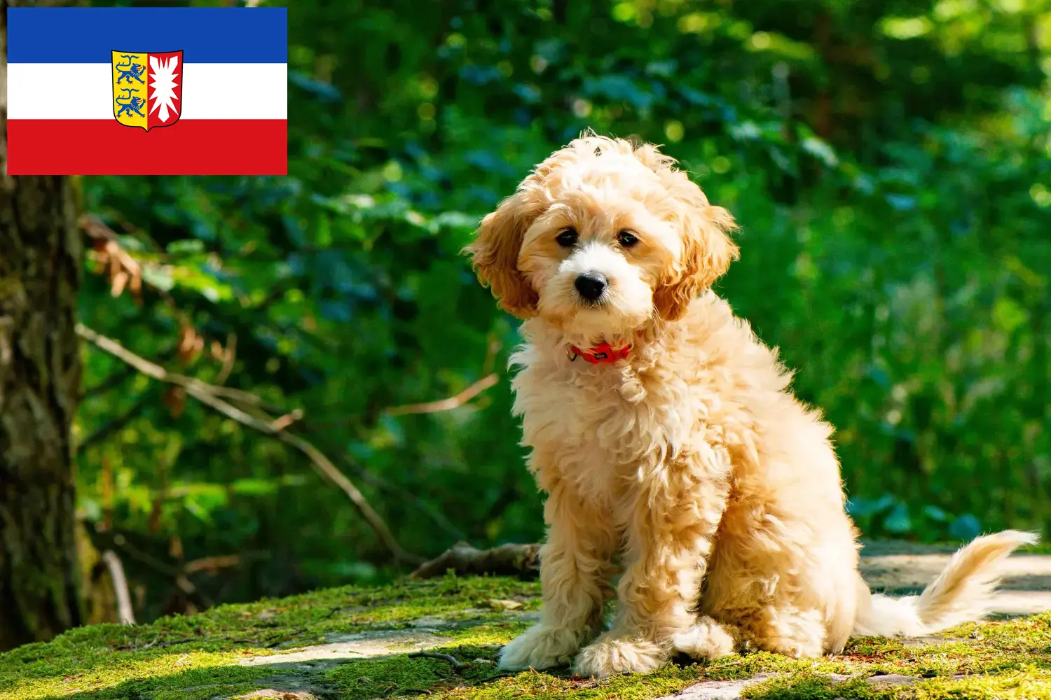 Cockapoo cachorros e criadores Schleswig-Holstein Aqui pode encontrar criadores de Cockapoos em Schleswig-Holstein.