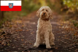 Read more about the article Criadores de Cockapoo e cachorros em Thuringia