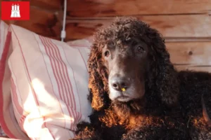 Read more about the article Criadores de Irish Water Spaniel e cachorros em Hamburgo